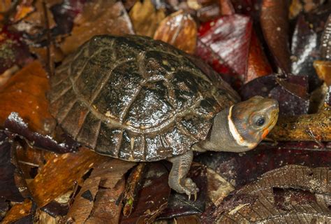 philippine forest turtle